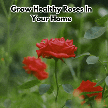 Elegant Climbing Rose Flower Seeds